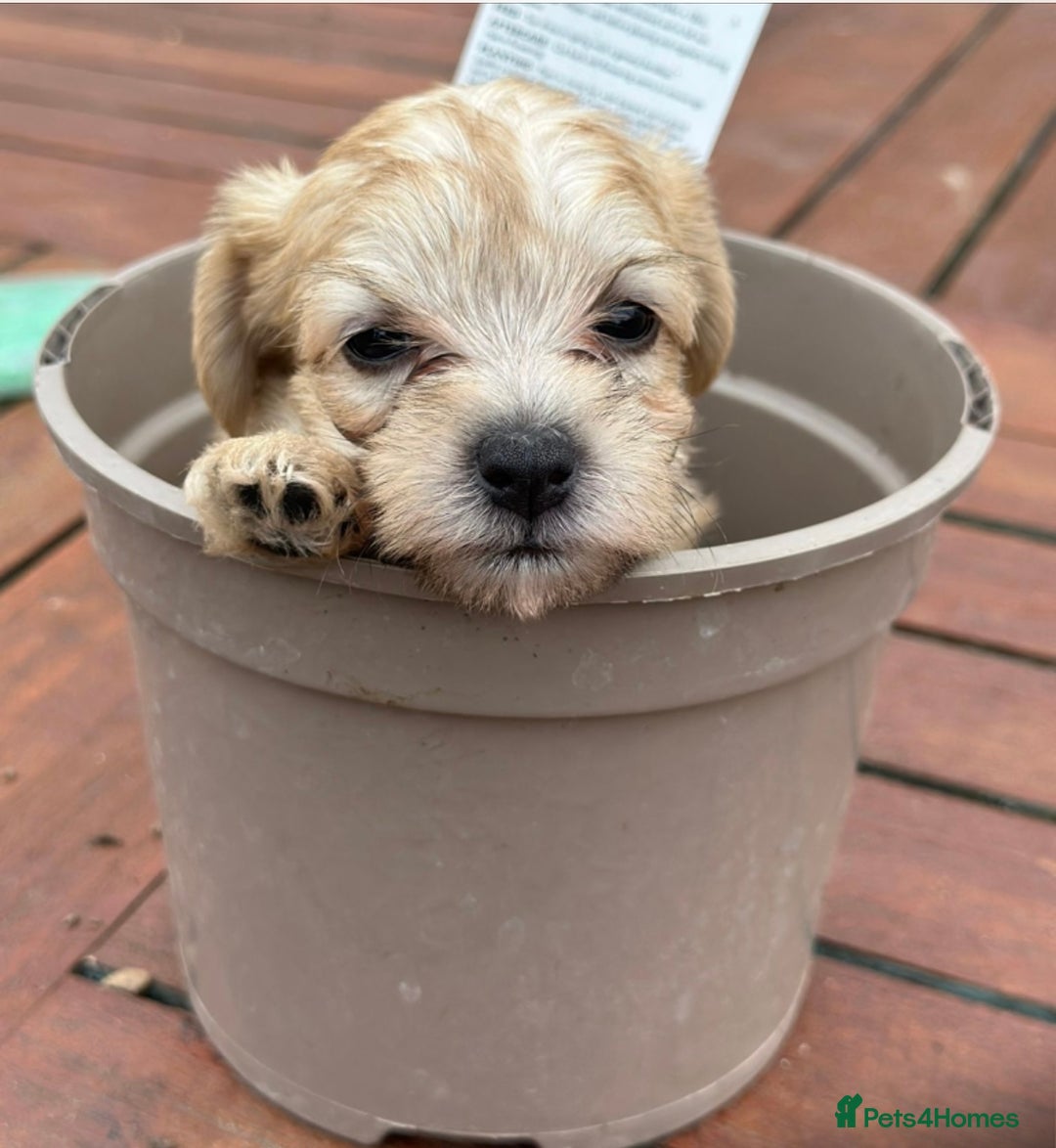 Jackapoo dogs for sale: Three jackapoo puppies - Image 3