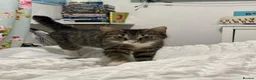 Mixed Breed cats for sale: Mixed breed kittens  - Advert 2