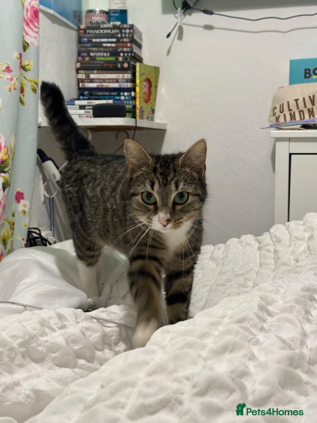 Mixed Breed cats for sale: Mixed breed kittens  - Advert 2