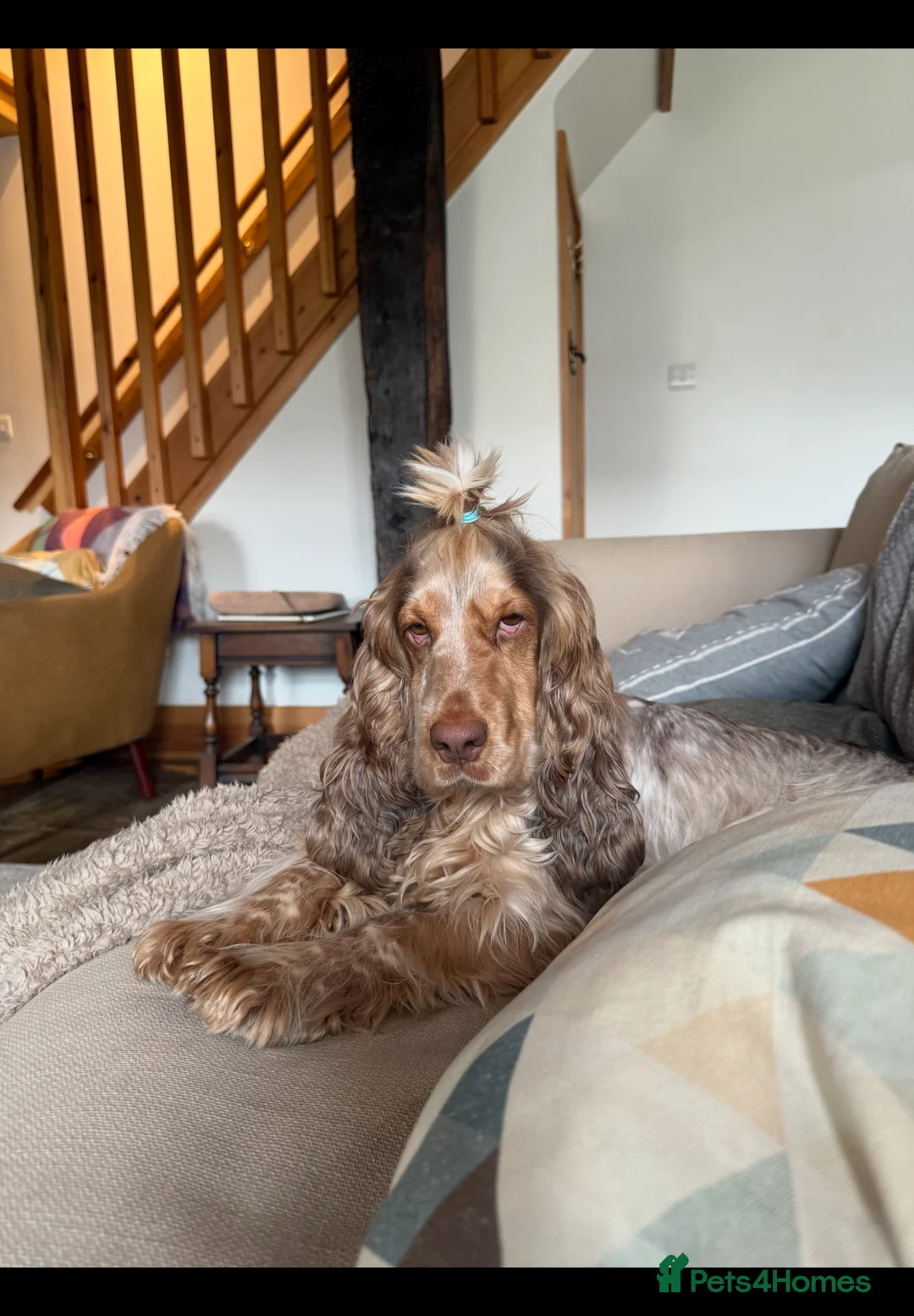 Cocker Spaniel dogs for sale: Top Quality KC Show Cocker Spaniel Puppies  - Advert 16