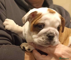 English Bulldog Puppy 5
