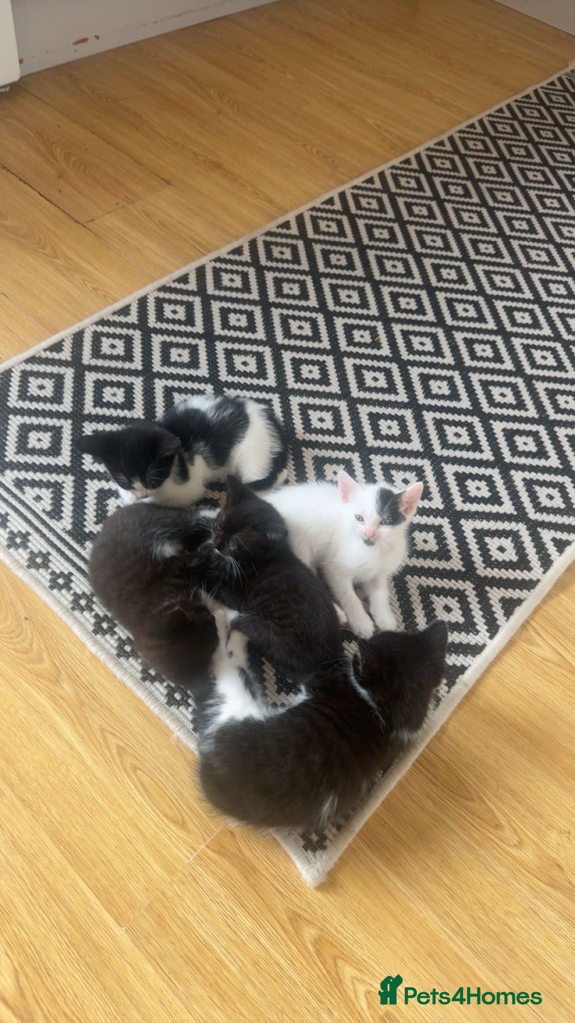 Mixed Breed cats Kittens ready for their forever homes  - Advert 3