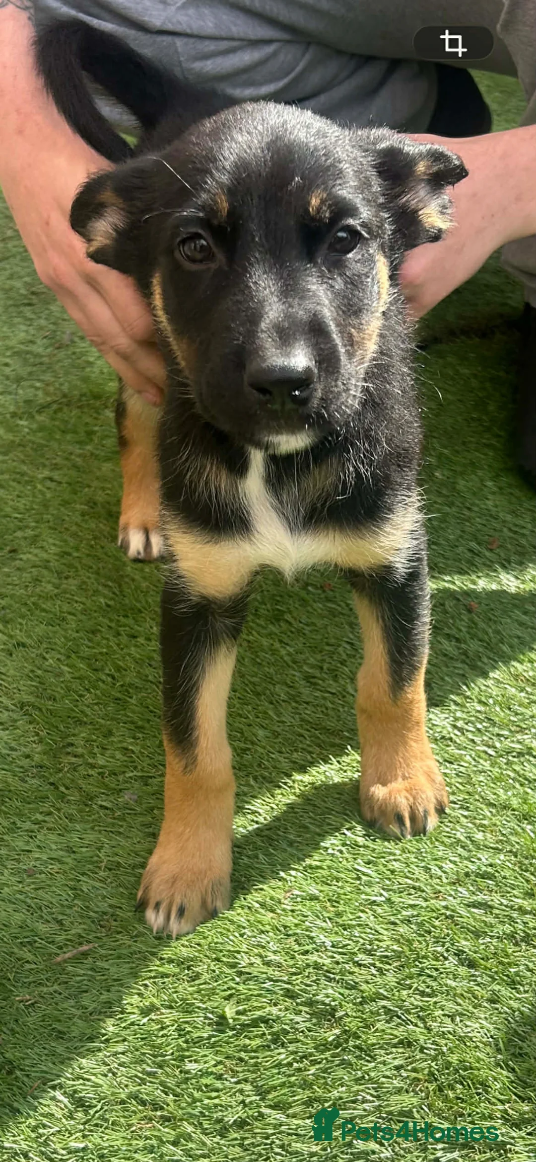Mixed Breed dogs for sale: Puppies  in Selby - Advert 3