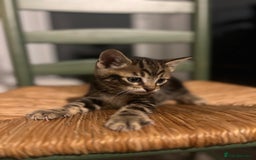 Mixed Breed cats for sale: Bengal Mix- Ready! 4/6 left  - Image 17