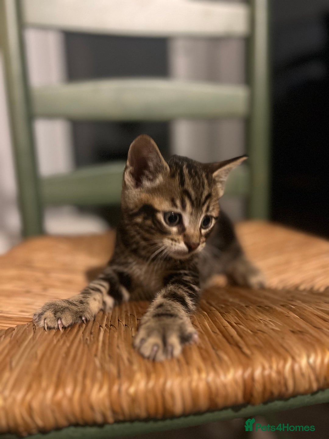 Mixed Breed cats for sale: Bengal Mix- Ready! 4/6 left  - Image 17