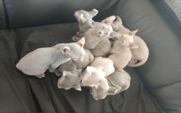Sphynx cats for sale: Shynx Elf & Peterball kittens - Image 3