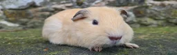 Guinea Pig rodents for sale: Californian and silver agouti baby guinea pigs. - Advert 14