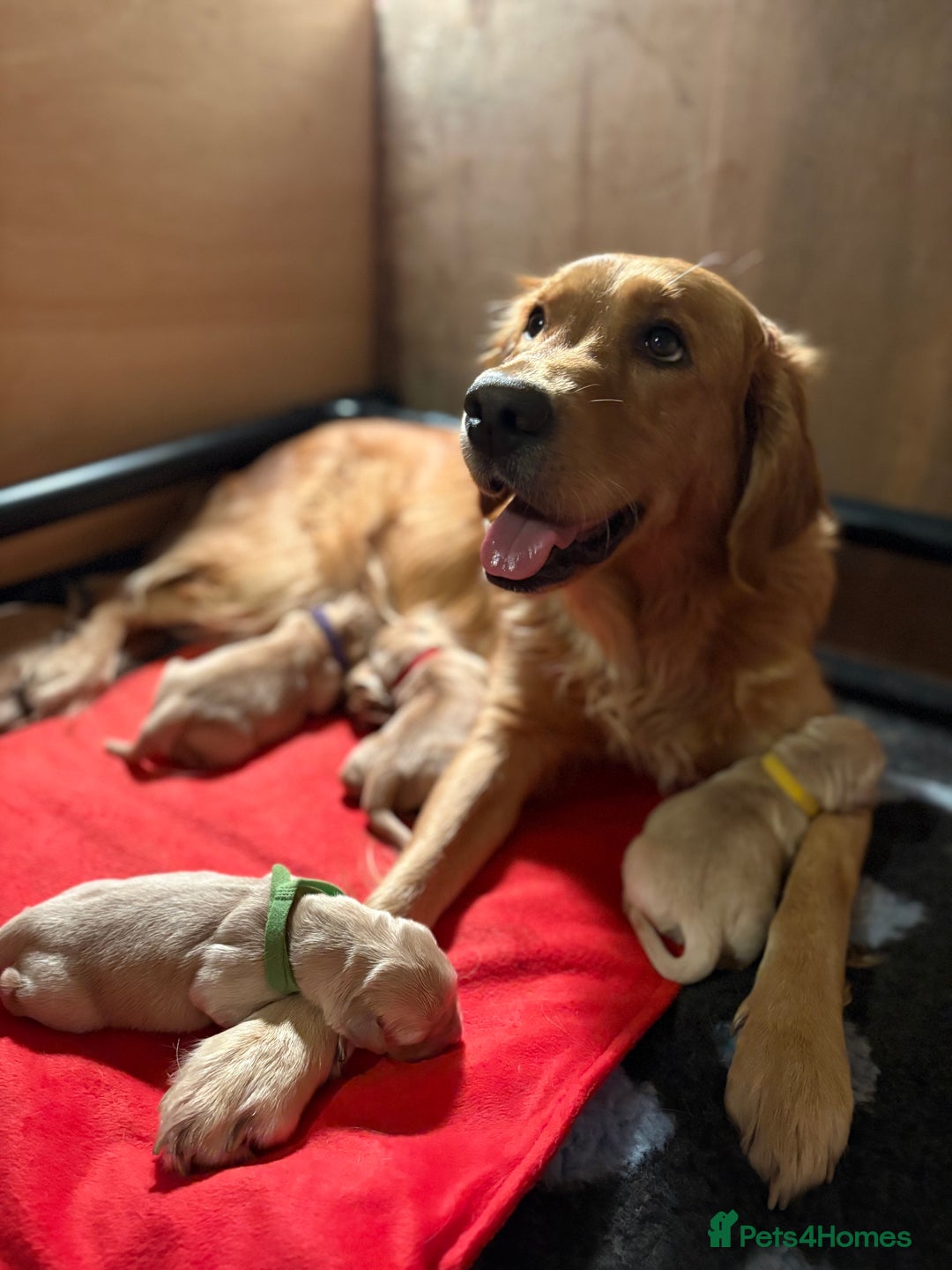 Golden Retriever dogs for sale: 1 female Golden Retriever Pup left for sale🥰🏡 - Advert 9