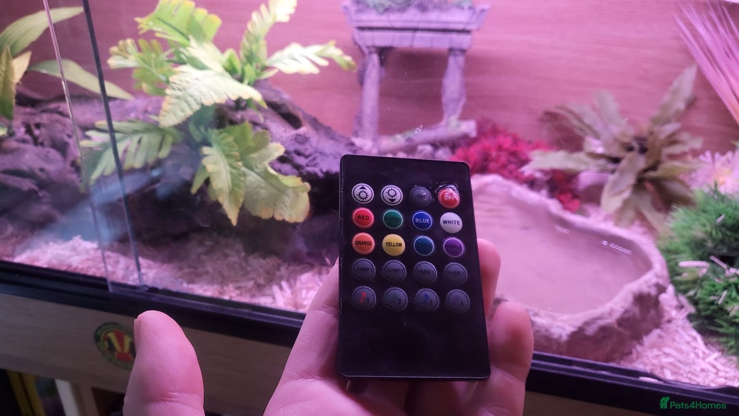 Corn Snake reptiles for sale: Lovely Corn Snake with Vivarium & furnishings - Advert 9