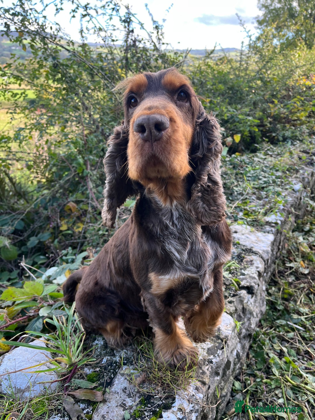 Cocker Spaniel dogs for stud: KC Classic TRUE SHOW Cocker Spaniel Stud in Ruthin - Advert 6