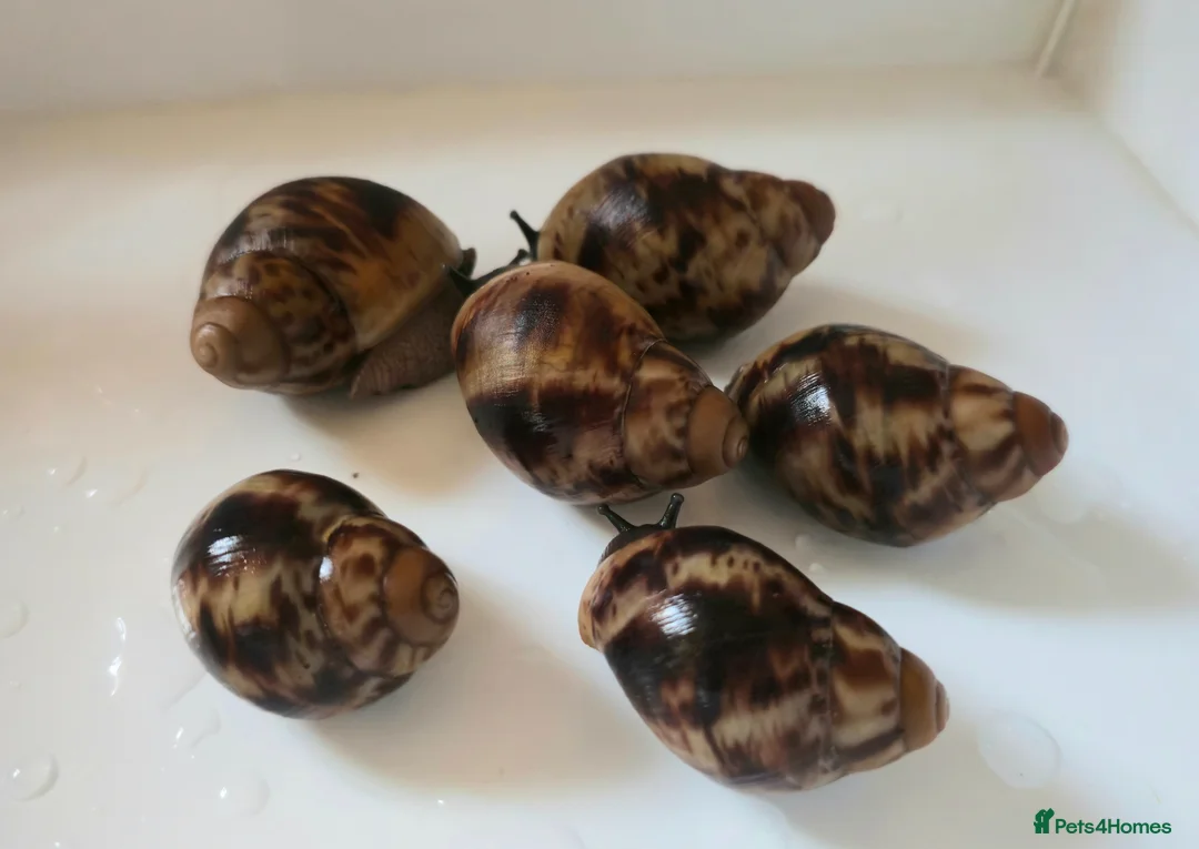 Snails invertebrates for sale: Archachatina Marginata Ovum - Healthy Baby Snails - Advert 1