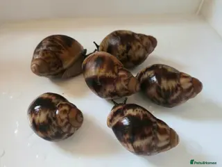 Snails invertebrates Archachatina Marginata Ovum - Healthy Baby Snails - Advert 5