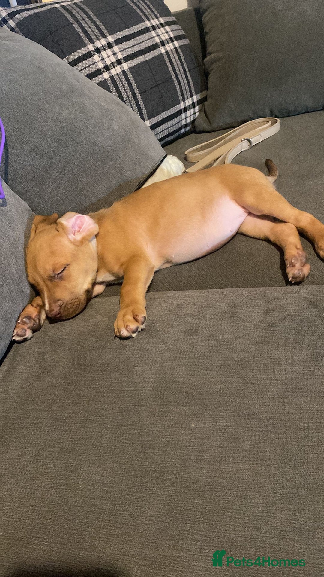 Mixed Breed dogs for sale: 4 month old belgian malinous x staff - Image 6