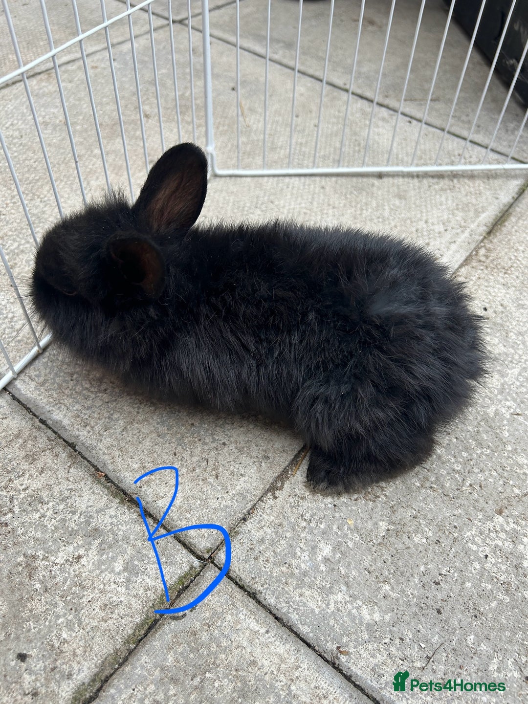 Lionhead rabbits for sale: Lionhead - Image 7