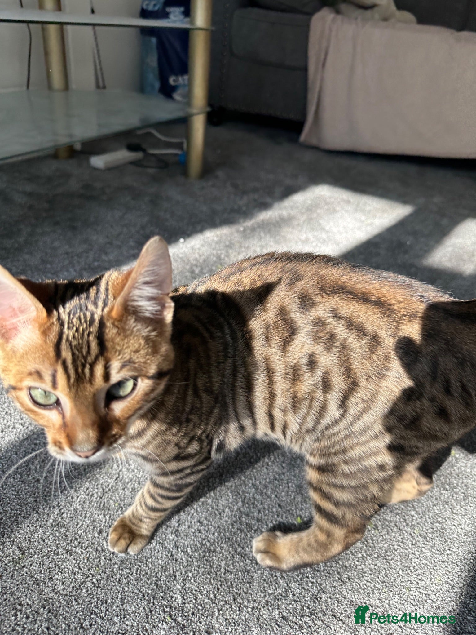 Bengal cats Bengal cat - Advert 2