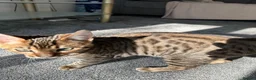 Bengal cats for sale: Bengal cat in London - Advert 1