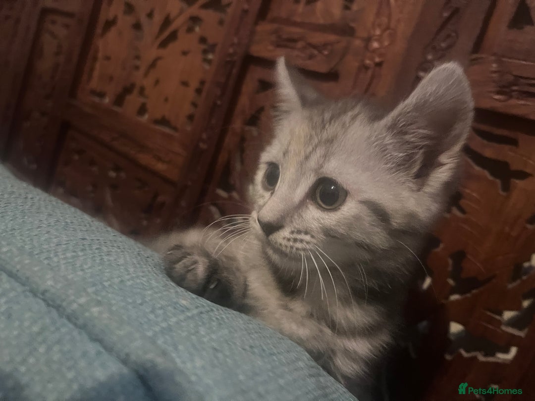 Mixed Breed cats for sale: Adorable 8-week-old half British Shorthair kitten - Advert 1