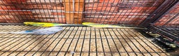 Budgerigars birds for sale: Stunning budgies for sale  - Advert 7