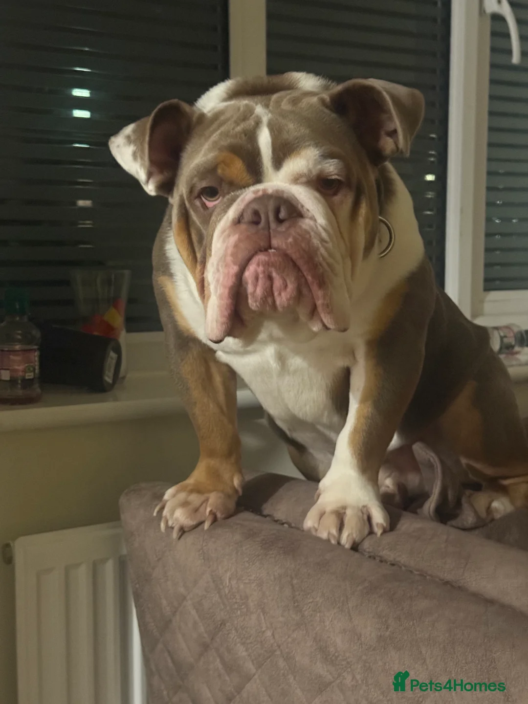 English Bulldog dogs for sale: Sully the bulldog - Advert 4