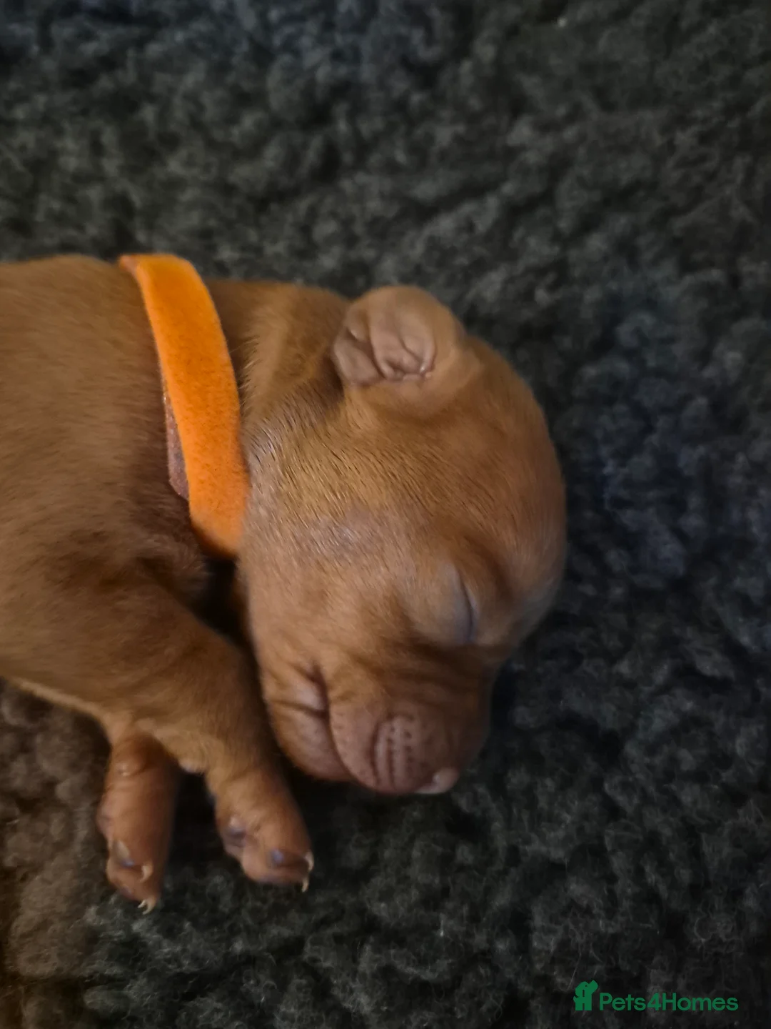 Hungarian Vizsla dogs for sale: Pedigree Vizsla Puppies in Doncaster - Advert 18
