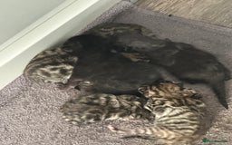 Domestic Shorthair cats for sale: X2 litters - Image 3