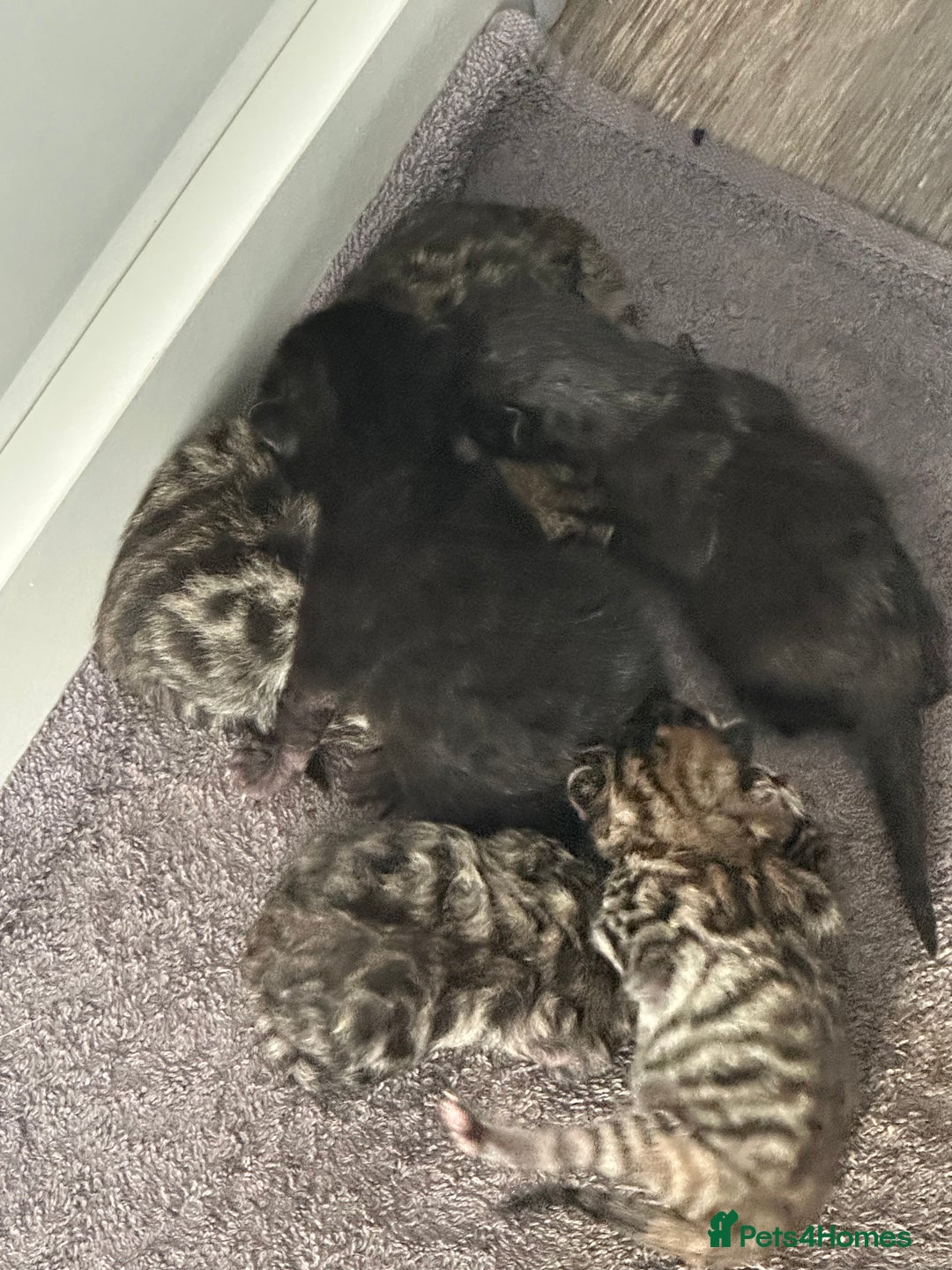 Domestic Shorthair cats for sale: X2 litters - Image 3