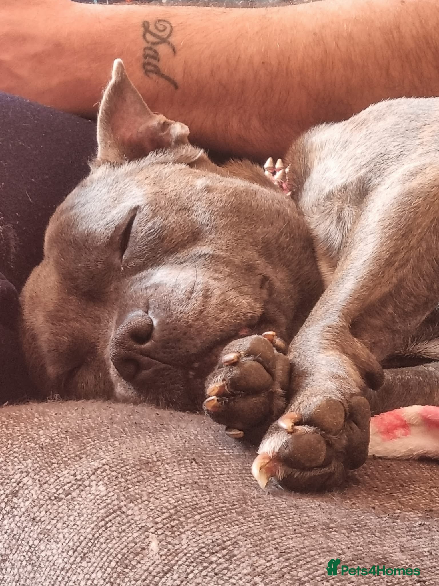 Staffordshire Bull Terrier dogs Beautiful staffie puppies  - Advert 4