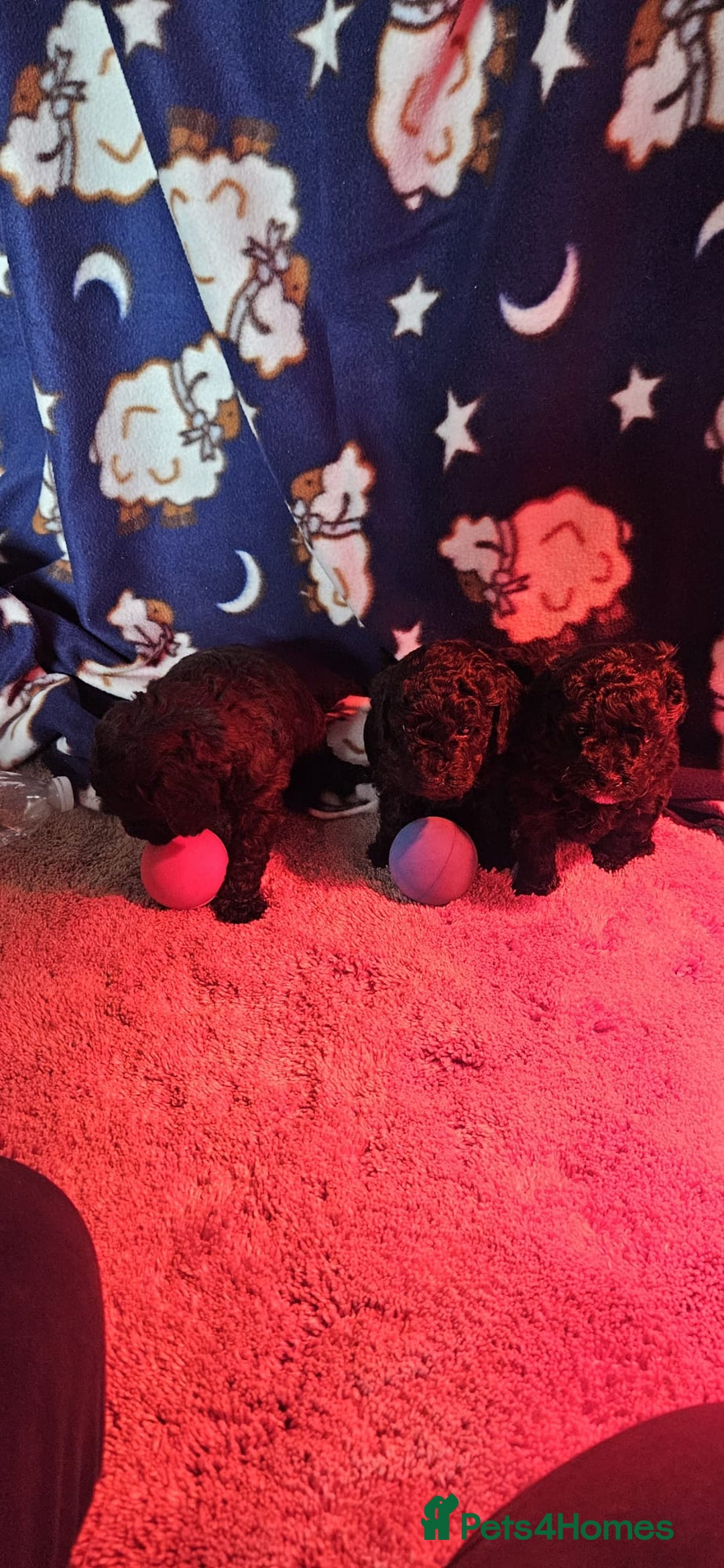 Cockapoo dogs for sale: Mr David  - Image 12