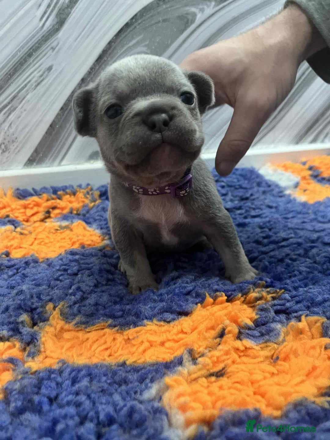 French Bulldog dogs for sale: French bulldog puppies - Image 6