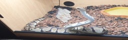 Snake reptiles for sale: Royal python snake  - Advert 2