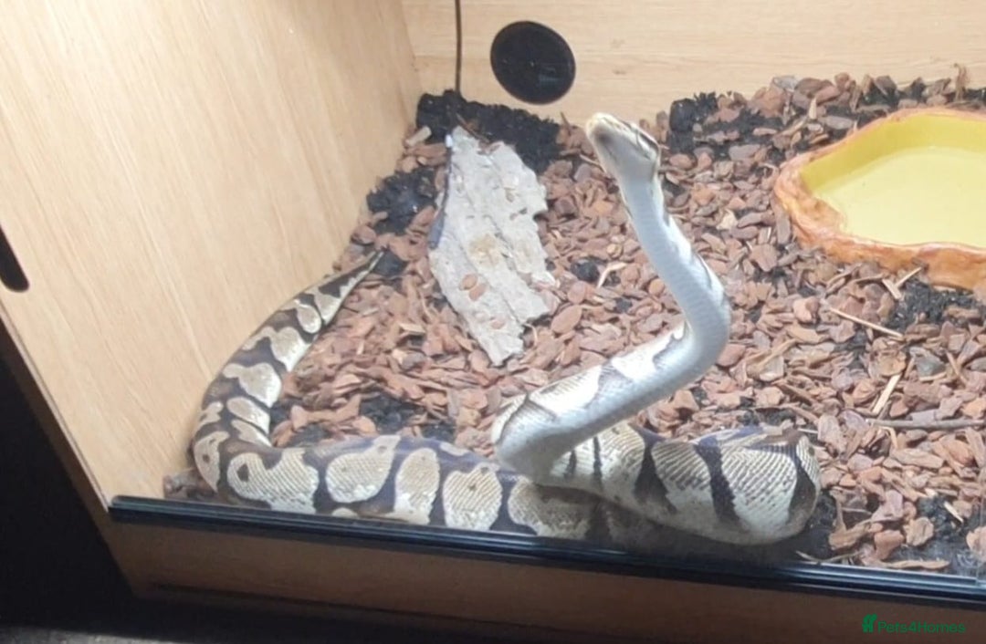 Snake reptiles for sale: Royal python snake  - Image 2