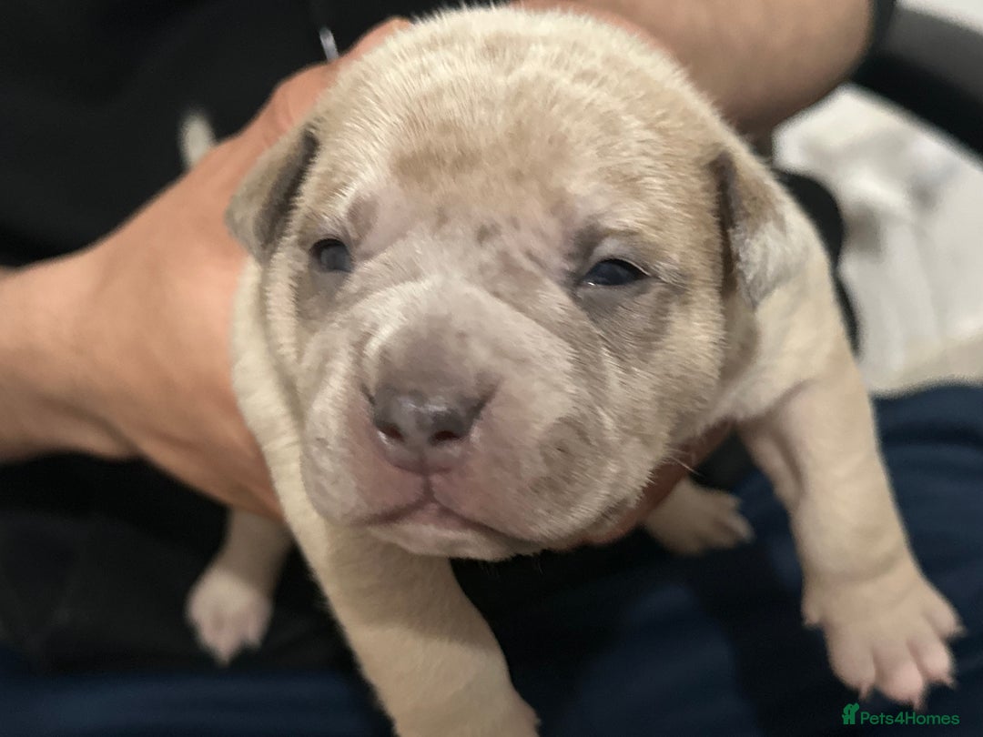 American Bully dogs for sale: 4 pocket bully’s  - Advert 7