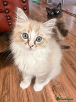 Ragdoll cats - Advert 9