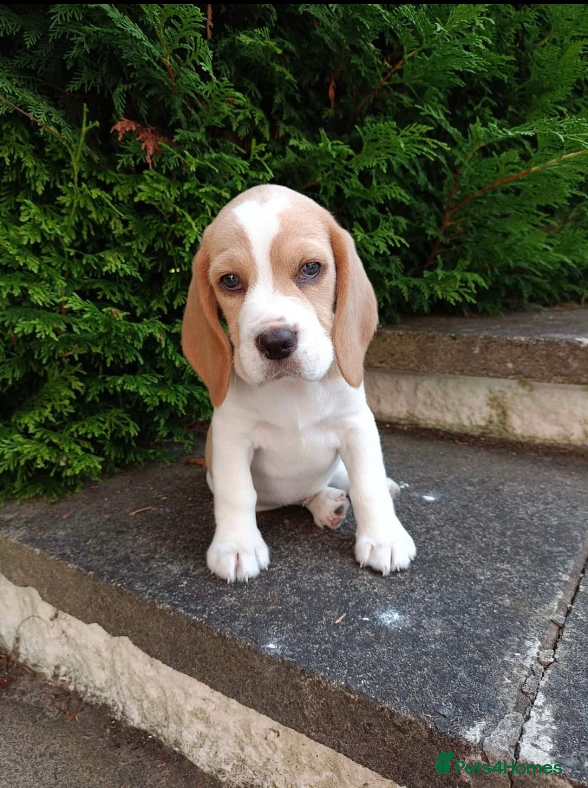 Beagle dogs 1 girl left ,,KC reg charterwood beagles    - Advert 2