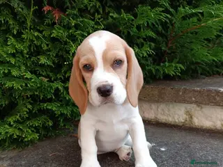 Beagle dogs 1 girl left ,,KC reg charterwood beagles - Advert 2