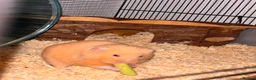 Hamster rodents for sale: Syrian Hamster (Draco) for rehome - Advert 4