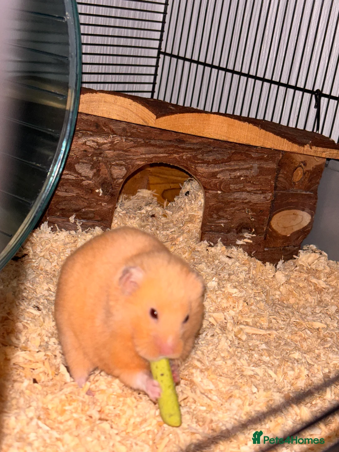Hamster rodents for sale: Syrian Hamster (Draco) for rehome - Advert 4