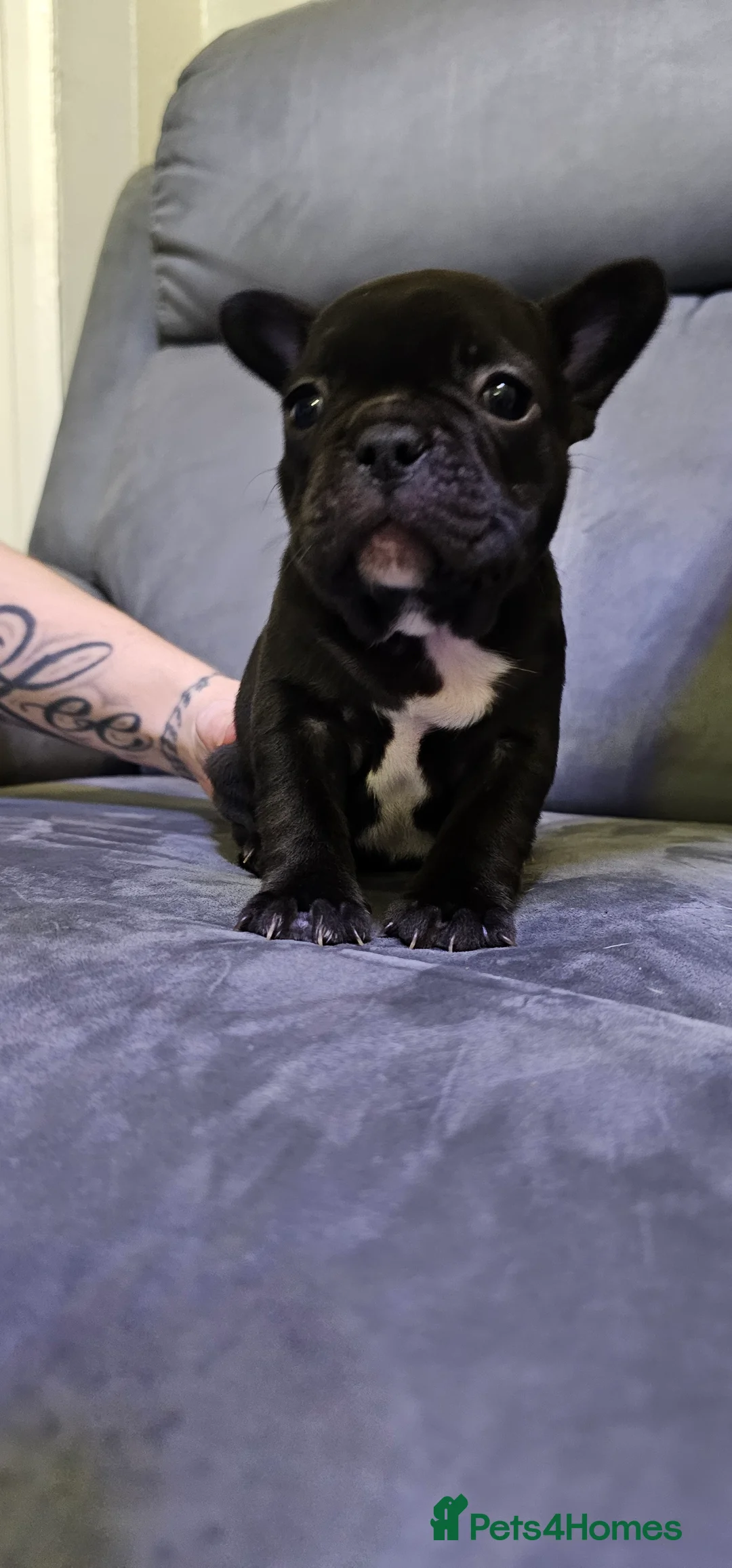 French Bulldog dogs for sale:  7x beautiful Frenchie puppies for sale  - Advert 3