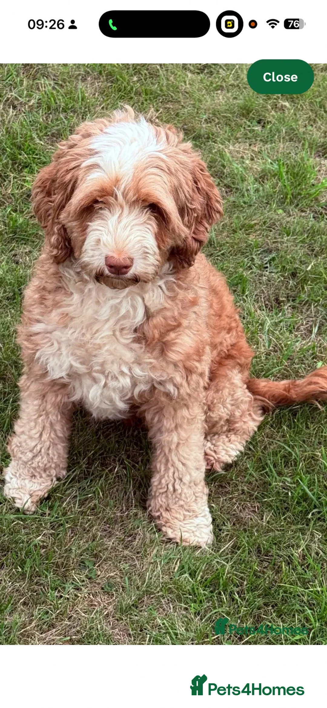 Australian Labradoodle dogs for sale: Australian labradoodle - Advert 2