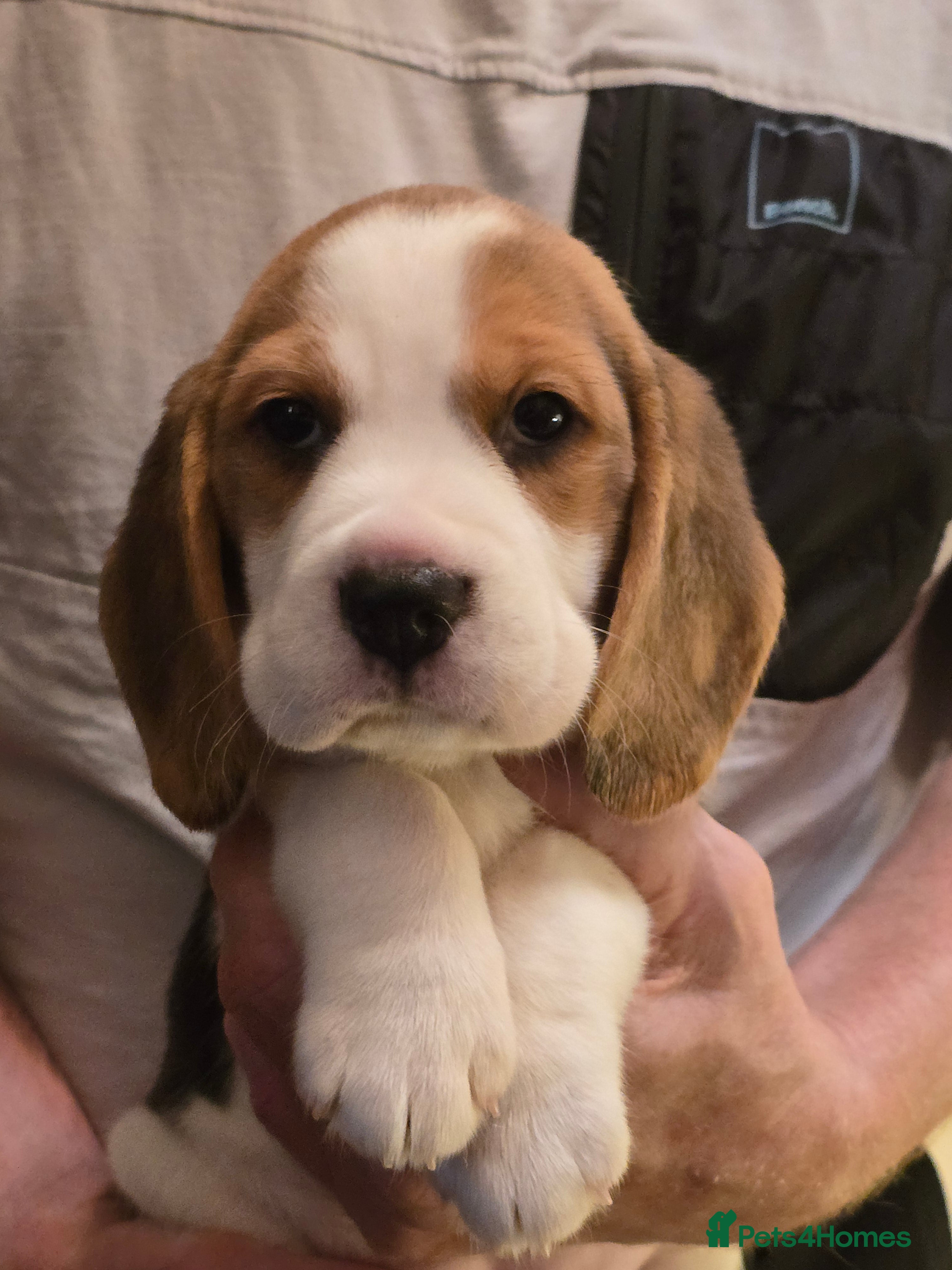 Beagle dogs Kennel Club Reg Beagle pup bitch  - Advert 16