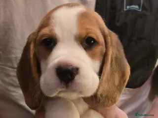 Beagle dogs Kennel Club Reg Beagle pup bitch - Advert 16