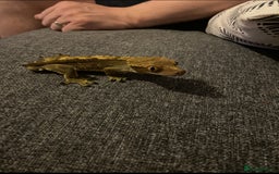 Gecko reptiles for sale: Male crested gecko with full setup - Image 1