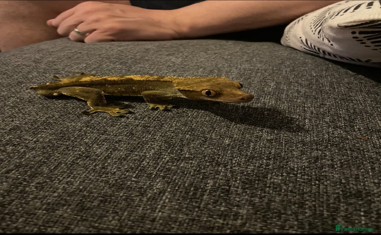 Gecko reptiles - Advert 2