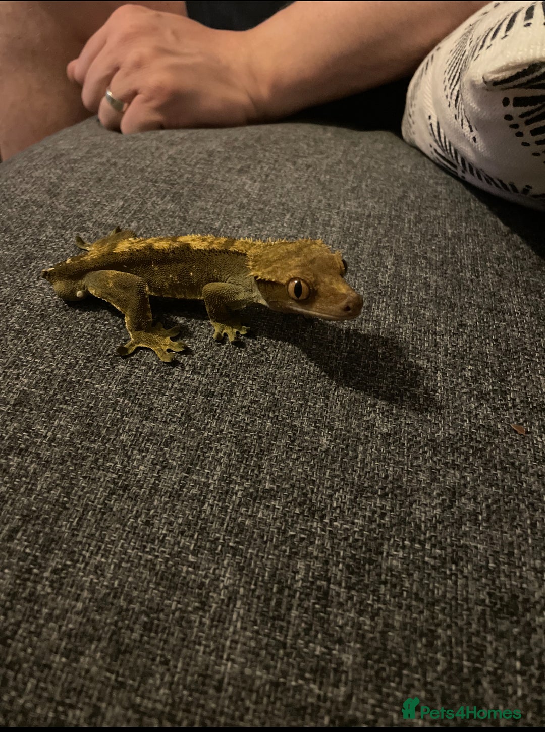 Gecko reptiles for sale: Male crested gecko with full setup - Image 1