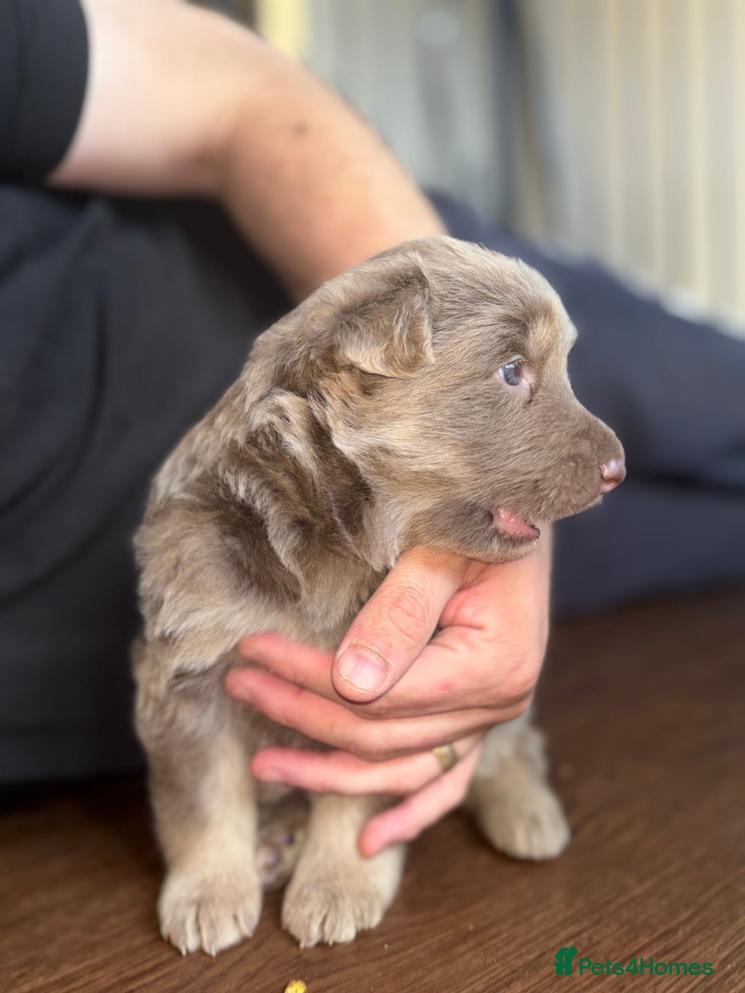 German Shepherd dogs for sale: Blue & Isabella German Shepherd Puppies For Sale  - Image 16