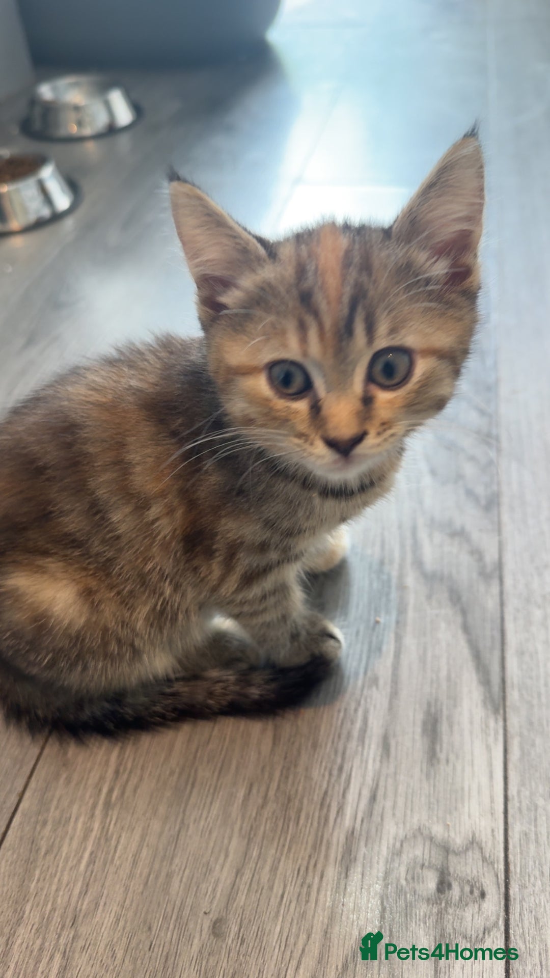 Mixed Breed cats for sale: Kittens  - Image 6