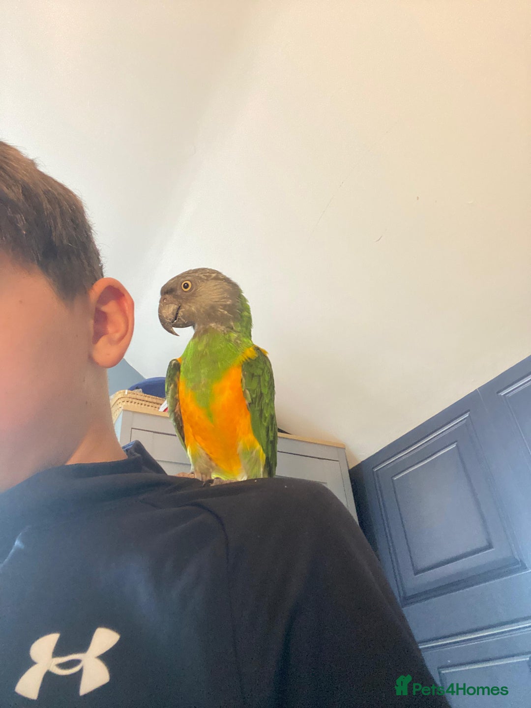 Parrots birds for sale: Silly tame senegal parrot  - Image 1