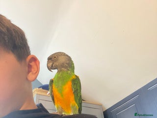 Parrots birds - Advert 15