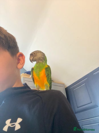 Parrots birds - Advert 1