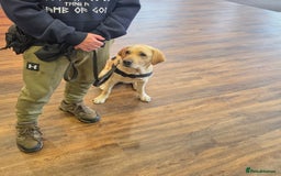 Labrador Retriever dogs for sale: Quinn - Image 3